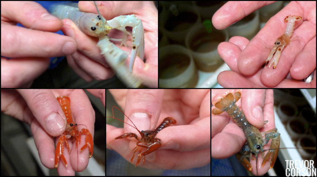 Images Lobster science TREVOR CORSON