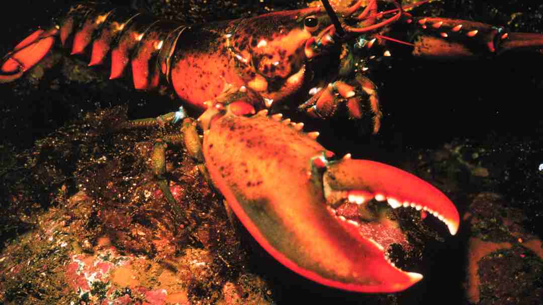 lobster - featured lobster - featured